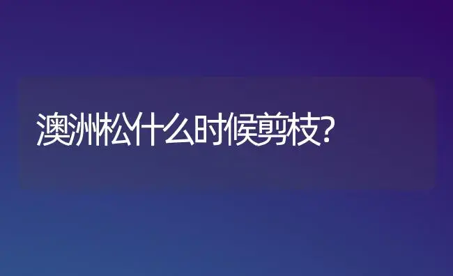 澳洲松什么时候剪枝？ | 植物问答