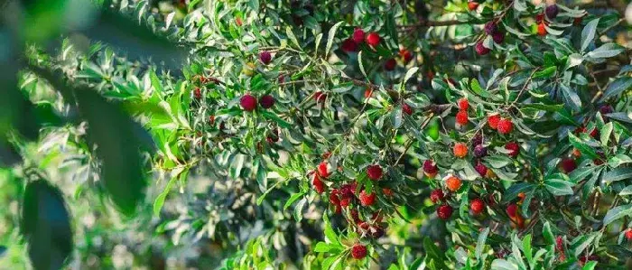 杨梅树的种植技术修剪