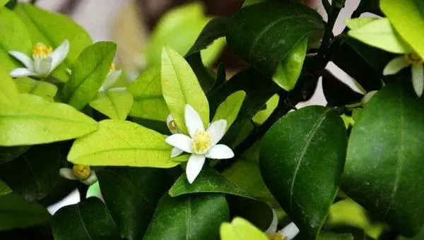 橘子花怎么养 橘子花盆栽养殖方法与注意事项