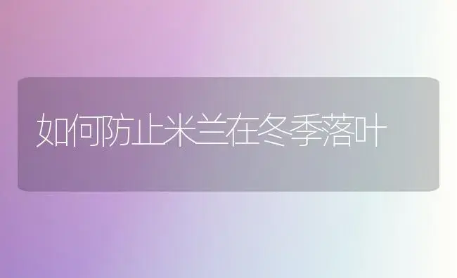 如何防止米兰在冬季落叶 | 植物知识