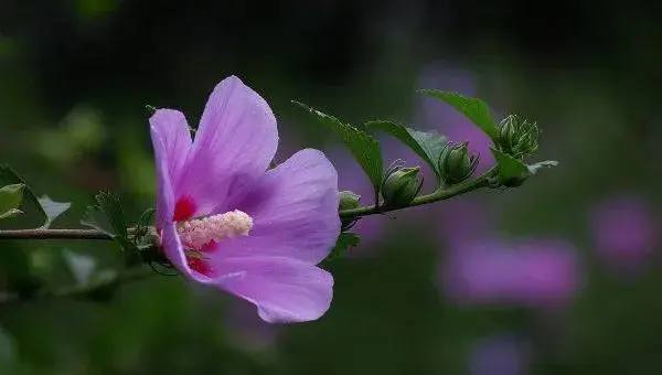 木槿花叶子发黄怎么办 木槿掉叶子的原因及解决方法