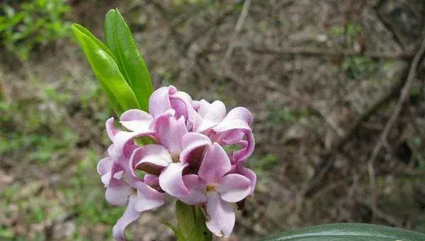 蕊香花怎么养殖方法，后期如何处理？