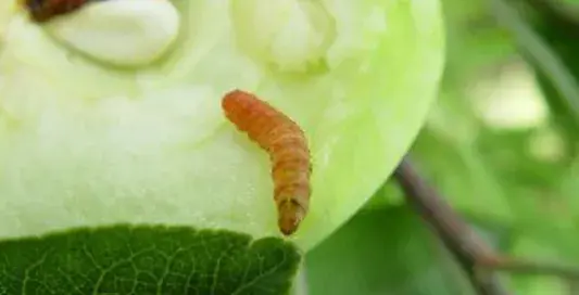 蛀食苹果和梨的食心虫要怎么防治？