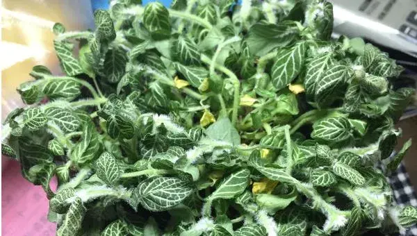 网纹草叶子蔫了怎么办 网纹草叶子发黄的处理方法