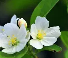 怀来县第八届“海棠花”节开幕