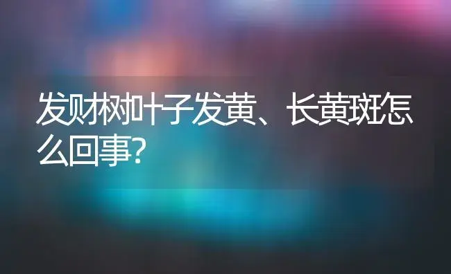 发财树叶子发黄、长黄斑怎么回事？ | 植物问答