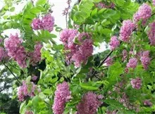 香花槐绿化慎用