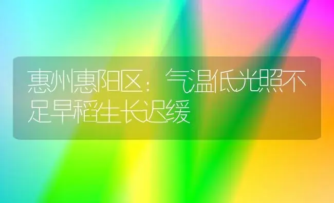 惠州惠阳区：气温低光照不足早稻生长迟缓 | 植物科普