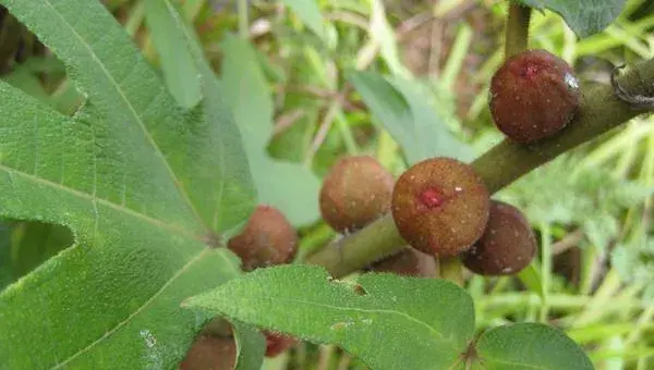 五指毛桃种植每亩产量