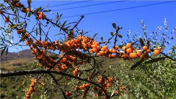 沙棘果的种植技术与注意事项