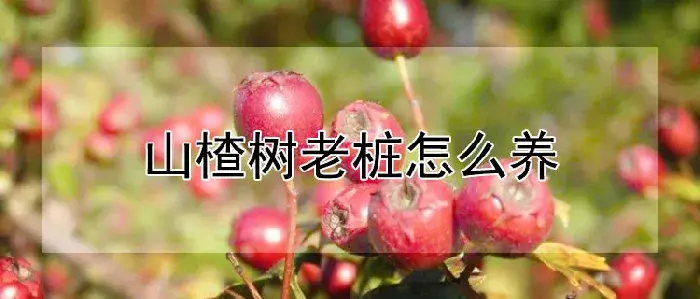 山楂树老桩怎么养