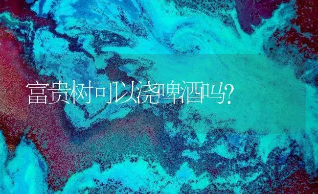 富贵树可以浇啤酒吗？ | 植物问答