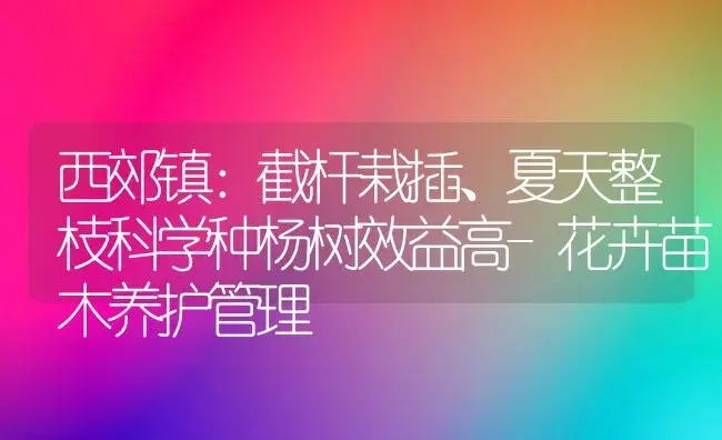 西郊镇：截杆栽插、夏天整枝科学种杨树效益高-花卉苗木养护管理 | 植物知识