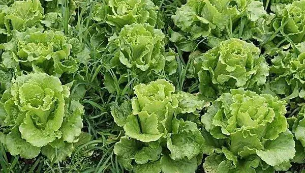 生菜栽培技术