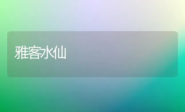雅客水仙 | 植物科普