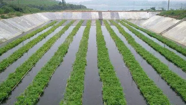 空心菜无土栽培技术