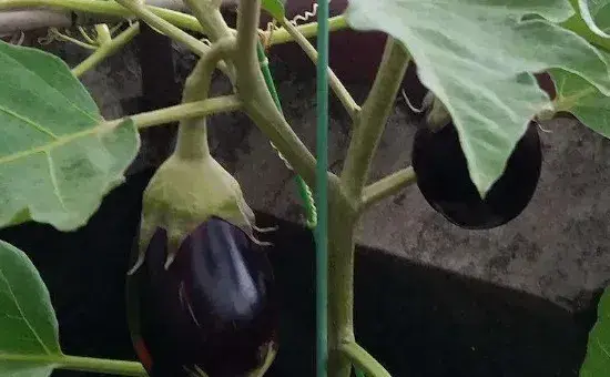 盆栽茄子怎么种植方法