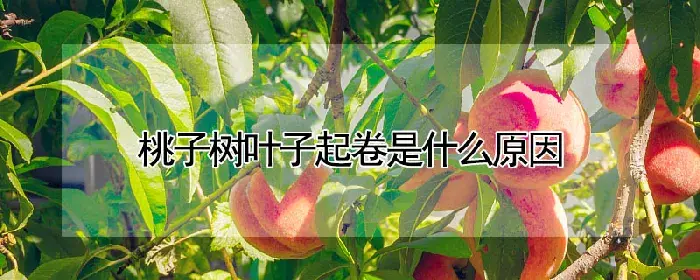 桃子树叶子起卷是什么原因