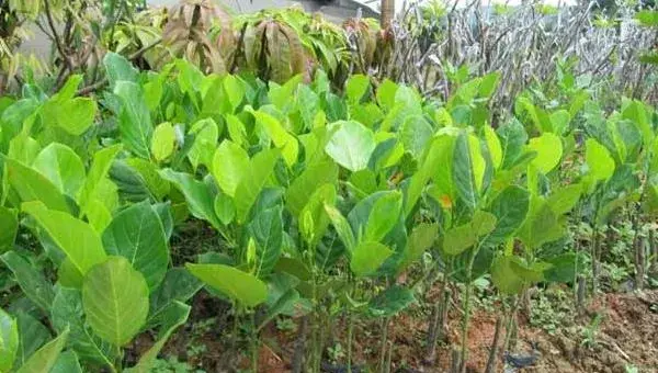 菠萝蜜种子怎么种 菠萝蜜树在北方能种吗