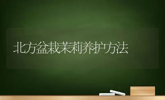 北方盆栽茉莉养护方法 | 植物知识