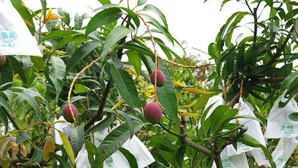 芒果开裂的常见原因及解决方法