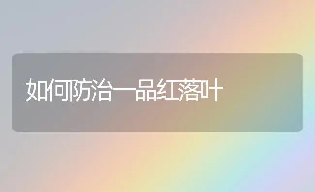 如何防治一品红落叶 | 植物知识