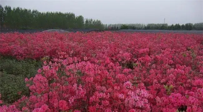 映山红怎么繁殖