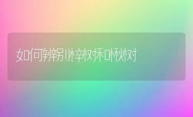 如何辨别梓树和楸树 | 植物科普