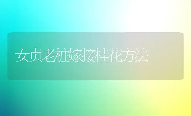 女贞老桩嫁接桂花方法 | 植物科普