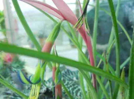 垂花水塔花怎么养 垂花水塔花养殖方法与注意事项
