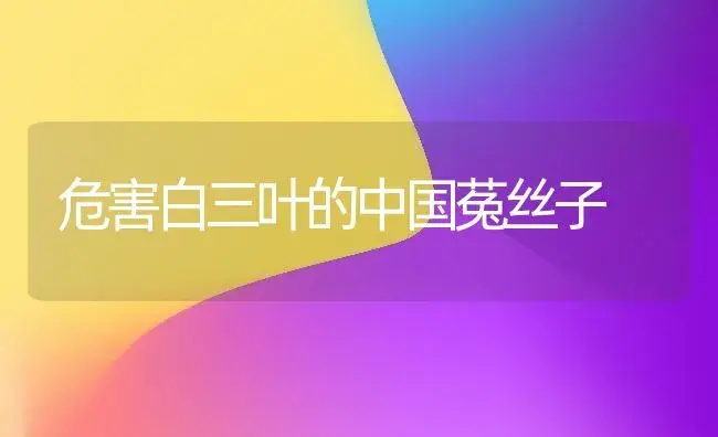危害白三叶的中国菟丝子 | 植物科普
