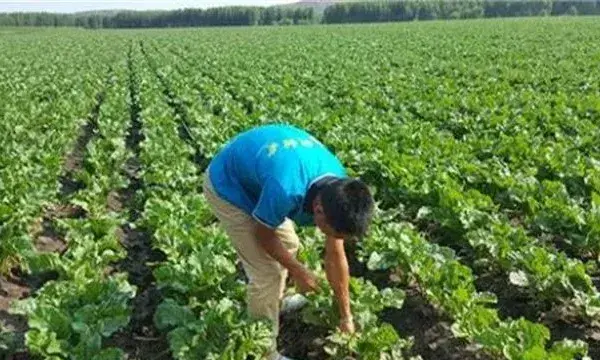 甜菜种植技术讲解