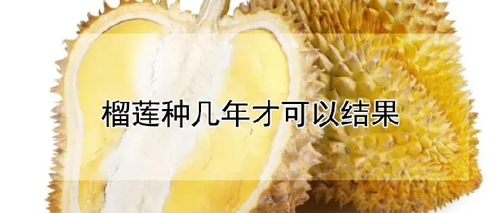 榴莲种几年才可以结果