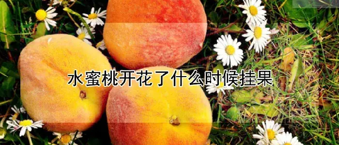 水蜜桃开花了什么时候挂果