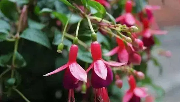 宝莲灯花怎么浇水 宝莲灯花叶子发黄怎么办