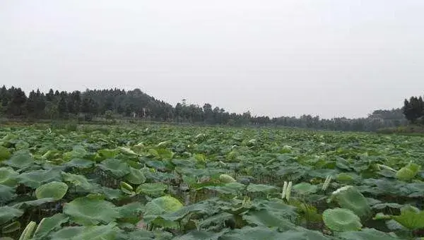 2018种莲藕赚钱吗？莲藕种植的利润与投资成本及前景预测