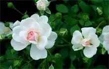 蔷薇花适宜什么时候种？