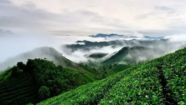 种植茶树的要求