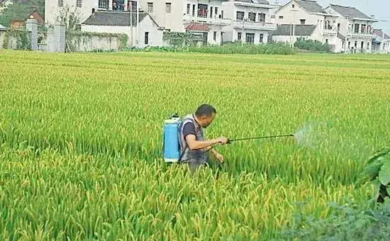 水稻开花期用药的三大要点，农民朋友得知道！