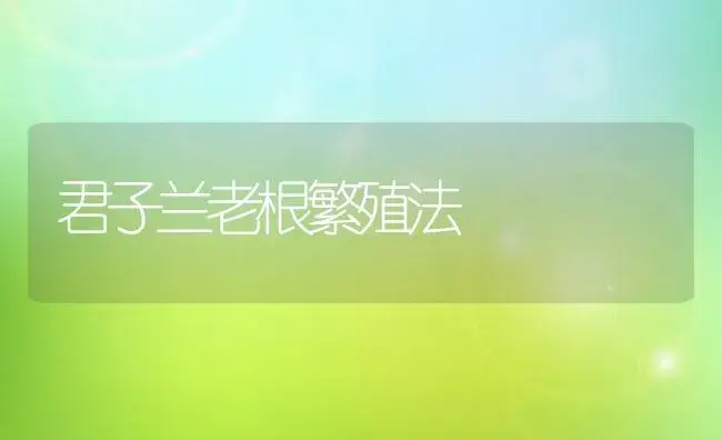 君子兰老根繁殖法 | 植物科普