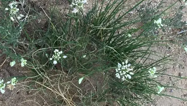 葱种植前景怎么样 沙葱种植多少年可以受益