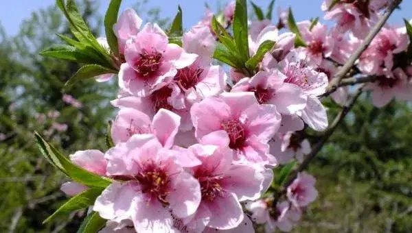 桃花怎么种 桃花种植方法与注意事项