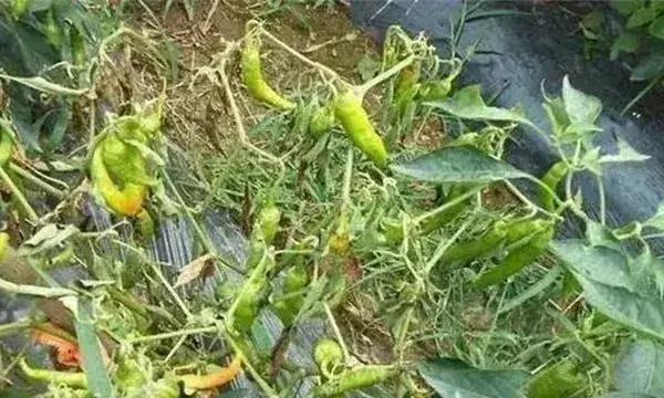 大棚蔬菜死棵如何防治