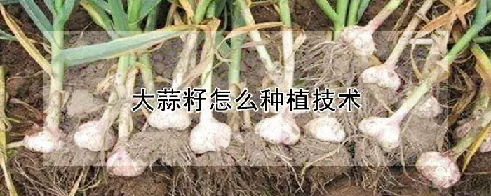 大蒜籽怎么种植技术