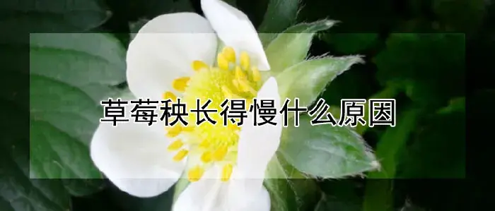 草莓秧长得慢什么原因