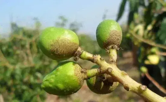 芒果蓟马、介壳虫、红蜘蛛害虫防治技巧