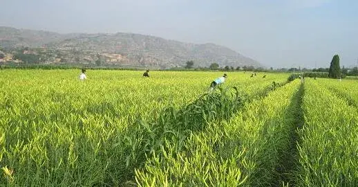 2017种黄花菜赚钱吗？2017种黄花菜前景及市场价格行情分析