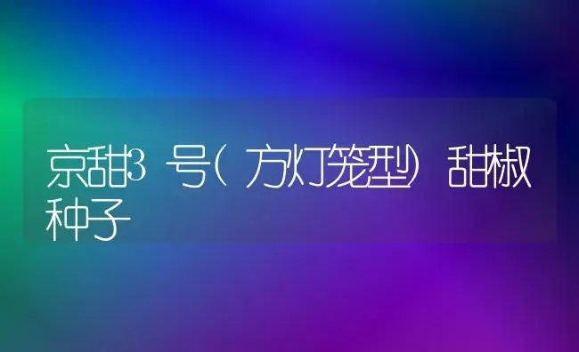 京甜3号(方灯笼型)甜椒种子 | 植物百科