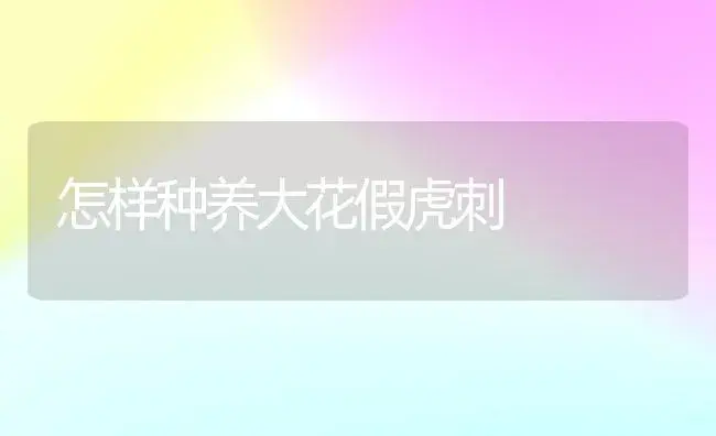怎样种养大花假虎刺 | 植物科普