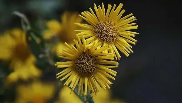 旋覆花怎么种 旋覆花栽培种植技术